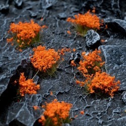 GamersGrass Orange Flowers