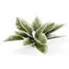 Gamers Grass: Laser Plants - Plantain Lily - Funkia (przedsprzedaż)
