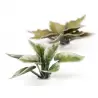 Gamers Grass: Laser Plants - Plantain Lily - Funkia (przedsprzedaż)