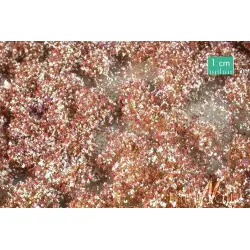 MiniNatur - Tuft - Późnojesienna kwitnąca roślinność 1 (42x15 cm)
