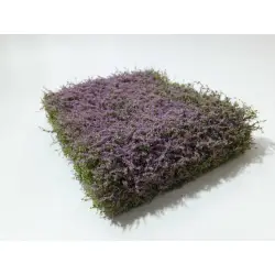MiniNatur - Kwitnący na fioletowo żywopłot (12x14 cm)