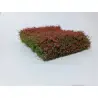 MiniNatur - Kwitnący na czerwono żywopłot (12x14 cm)