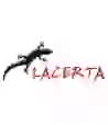 Lacerta